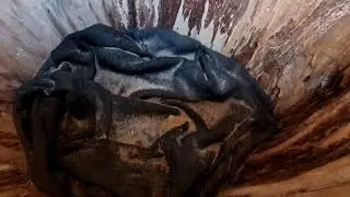 Пчёлы в колоде, развитие 23дня!