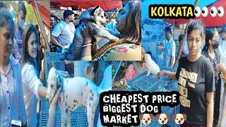 Cheap Price Dog In Kolkata : Galiff Street Pet Market Kolkata : Recent Dog Puppy Price Update : Dogs