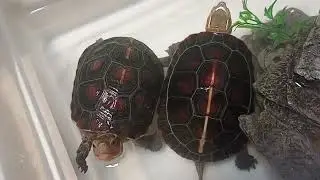 Pair of Chinese Box Turtles for Mating