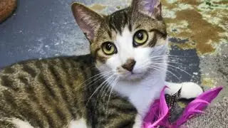 Vet Care for a Rescue Cat with Jaundice | Brenda&rsquo;s #CareCredit Testimonial