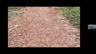 Wild Neighbors: Tawny Crazy Ants