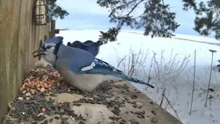 Live Bird Feeder Cam: Who&rsquo;s Stealing the Seeds Today?  #live