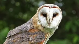 Barn Owl Close Up