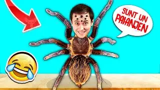 SUNT un PAIANJEN in CASA ! Ce?