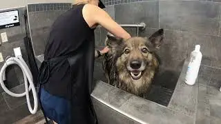 Dog wash for Tikka at Pet Valu