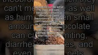 #chocolatefacts #chocolatecuriosities #chocolatetrivia #chocolatehistory # #chocolatelife