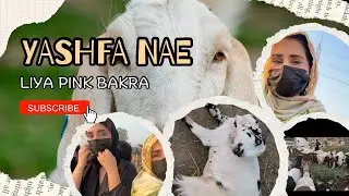 #Yashfa ka pink bakra #eid #barieid #bakraeid