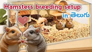 Hamsters breeding setup | 🥰 cute hamsters | Syrian hamsters fight chesukokunda kalipivunchada ala? 