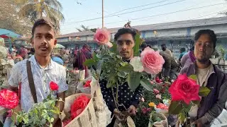 Galiff Street Sunday Plant Market Recap 🌹 Rare Roses & Winter Flowers Price | Best Flowers Forever 