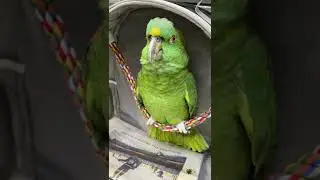 Bad Boys Bird || ViralHog