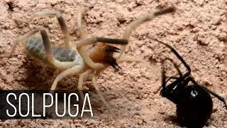 SOLPUGA is a Spider that is not Afraid of even the Black Widow