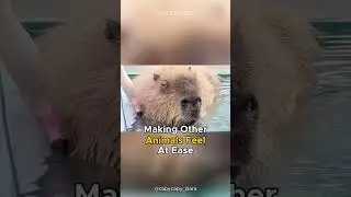 Capybara | The Chillest Animal on Earth!