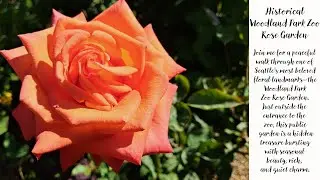 Rose Garden at the Woodland Park Zoo Seattle&rsquo;s Hidden Floral Gem in Full Bloom