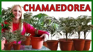 🌿CHAMADORREA │CHAMADORREA ELEGANS o PALMERA DE INTERIOR@VerónicaCampaniniPlantas
