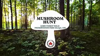 Silent Mushroom Hunt in Preservation Park Guelph, ON - No Talking, ASMR [ 21mins ]