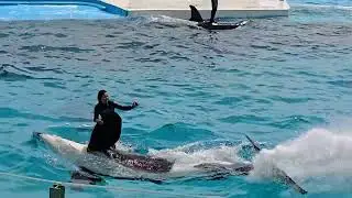 Japan Orca (Killer Whale) Show @ Kamogawa Sea world