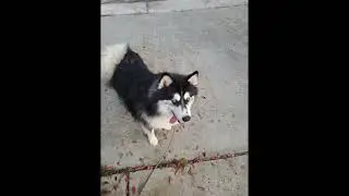 Life with a Pomsky