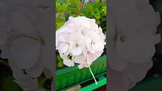 Вам нравится герань?#дом #shorts #garden #geranium
