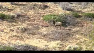 Woodruff Creek CWMU by UtahWildlife.com