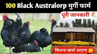 100 Black australorp मुर्गी फार्म की पूरी जानकारी 🐔 #100blackaustralorp #blackaustralorp #murgifarm