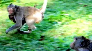 Great story monkey, Monkey Elen steal Ada's baby name Adele
