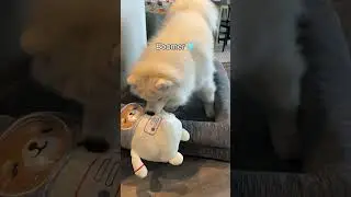 Differences between a male and female Samoyed dog 😅 #fluffy #dogs