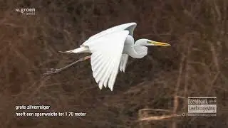 Wintervogels