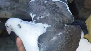 Tiger Loft home breeding  Chick's & Pair🔥🔥To  Racer line 🔥🔥
