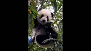 Haha #pandasong #animal #pandapanda #panda #cute #teampanda #pandadesiigner #pandastyle