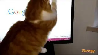 Siberian Cat, Rougy Vs Indicatore mouse