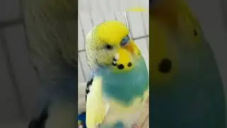 #shorts #love Bird #exotic birds #shorts video