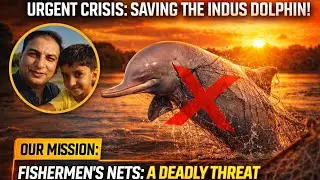  rare blind Indus Dolphin? #viral #unfrez #touristattraction #video #ytvideo #travel 