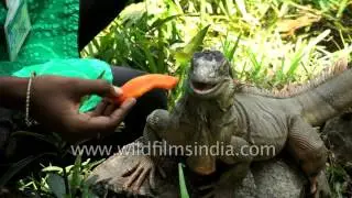 Feeding Green Iguana at Madras crocodile bank