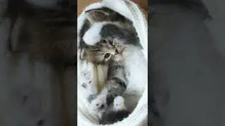 Adorable Cat - Happy New Year 2022 short video - Cute Cat Video Whatsapp status
