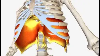 ANATOMIA DE DIAFRAGMA (MUSCULO FRENICO)