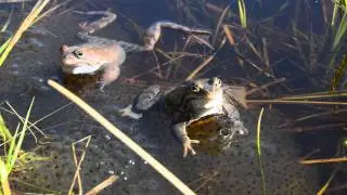 Sammakot kev&auml;tpuuhissa. Frogs and the Spring!