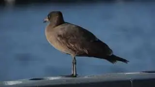 Heermann's Gull, 2cy