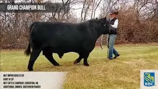 Agribition Evolution Series - Black Angus Bull Champions