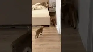 За своего сыночку-присыночку порвёт любого😅🤭