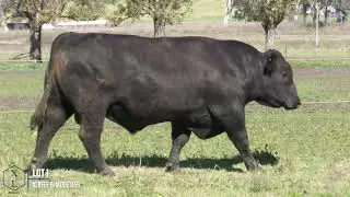 LOT 1   XLBEEF BMODE U59