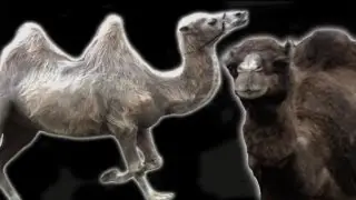 Epic Camel Riding FAIL | BBC Earth Explore