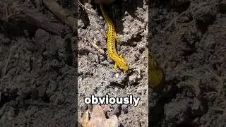 Meet the long-tailed salamander (Eurycea longicauda)!