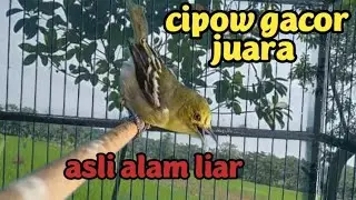 CIPOW JANTAN MEMANGGIL LAWAN asli alam liar bikin gacor Dorr...