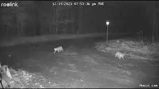3 beautiful bobcat&rsquo;s in the Taconic Mountain Range