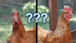 Backyard Chickens - Is it Really Worth it?
