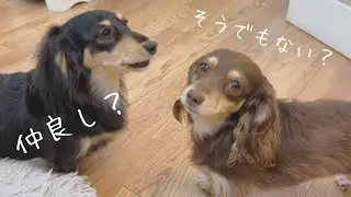 多頭飼い…2匹の相性は良いのか？悪いのか？