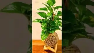 20 Creative Money Plant Display Methods #diy #trending #craft #garden #youtubeshorts #viral #shorts