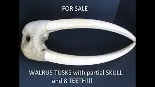 Walrus tusks with partial skull and 8 teeth (as shown on Discovery's Secrets in the Ice)