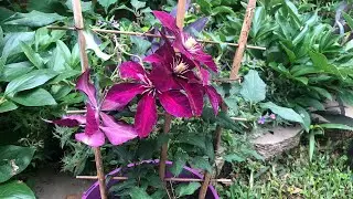 Planting clematis in the garden.Care tips how to grow and when to trim clematis.//Small garden