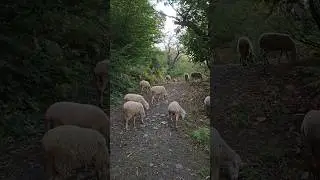 SHEEP TRAILS & MOUNTAIN TALES: ANOTHER MAGICAL MEETING ON ULUDAG 🏔️🐑 #sheep #travel #hiking #turkey